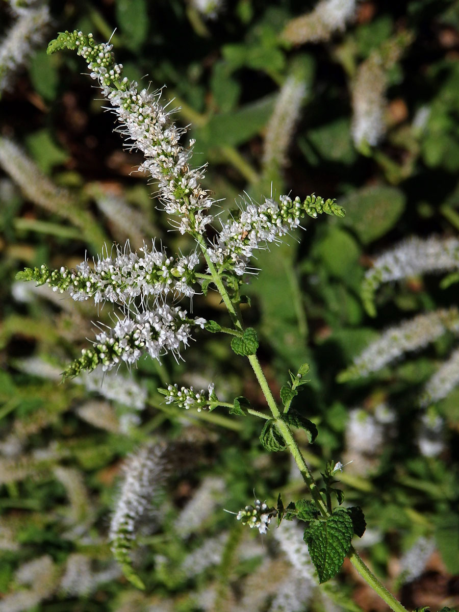 Máta vonná (Mentha suavolens Ehrh.)