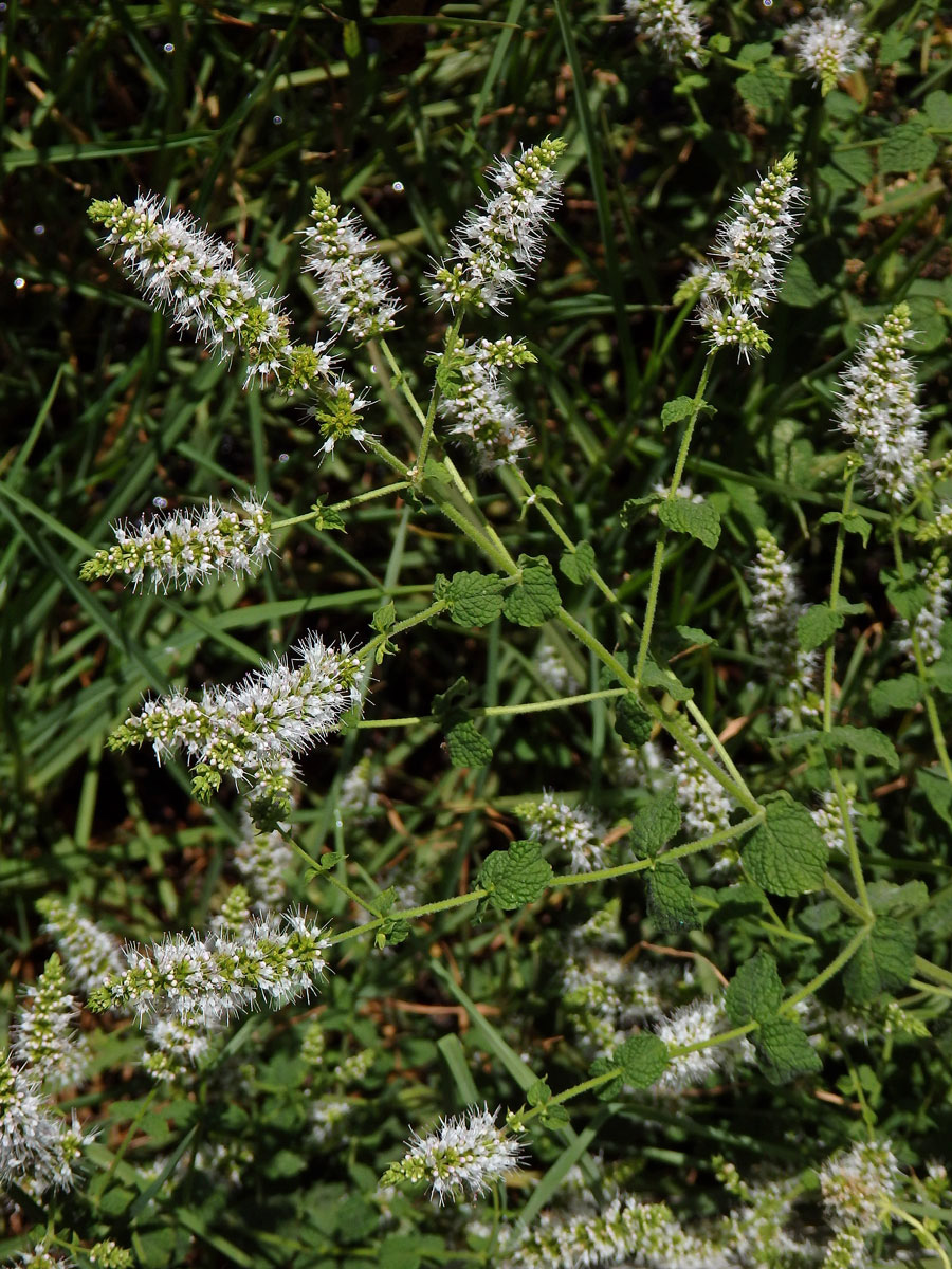 Máta vonná (Mentha suavolens Ehrh.)