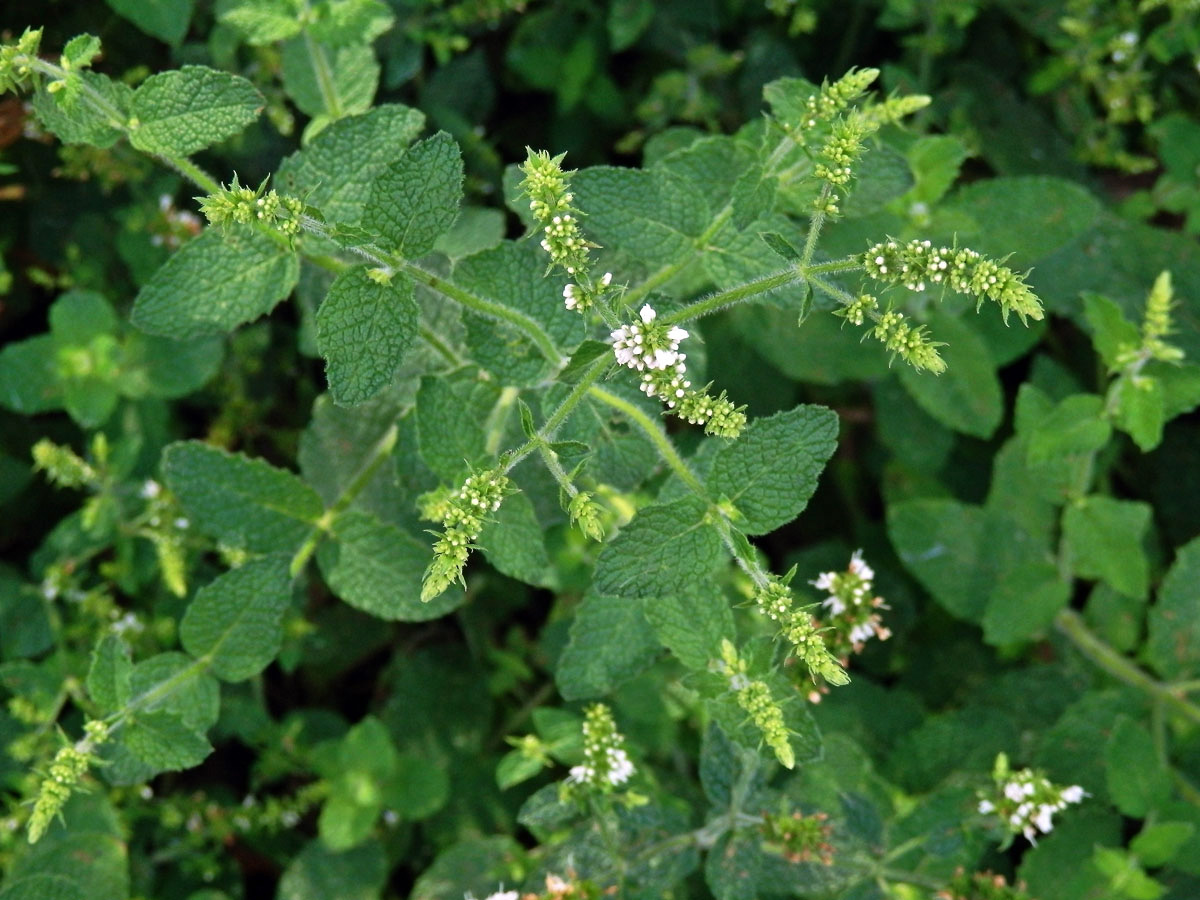 Máta vonná (Mentha suavolens Ehrh.)