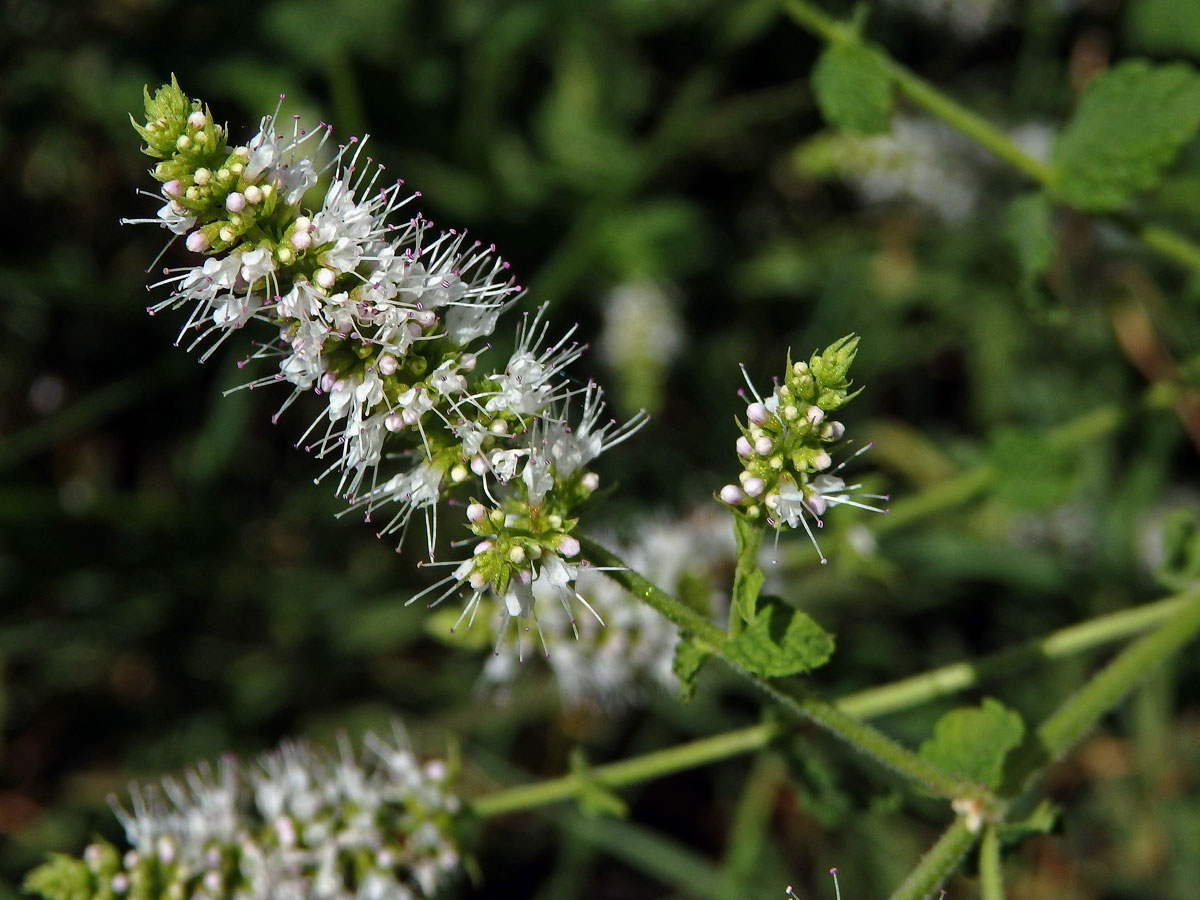 Máta vonná (Mentha suavolens Ehrh.)