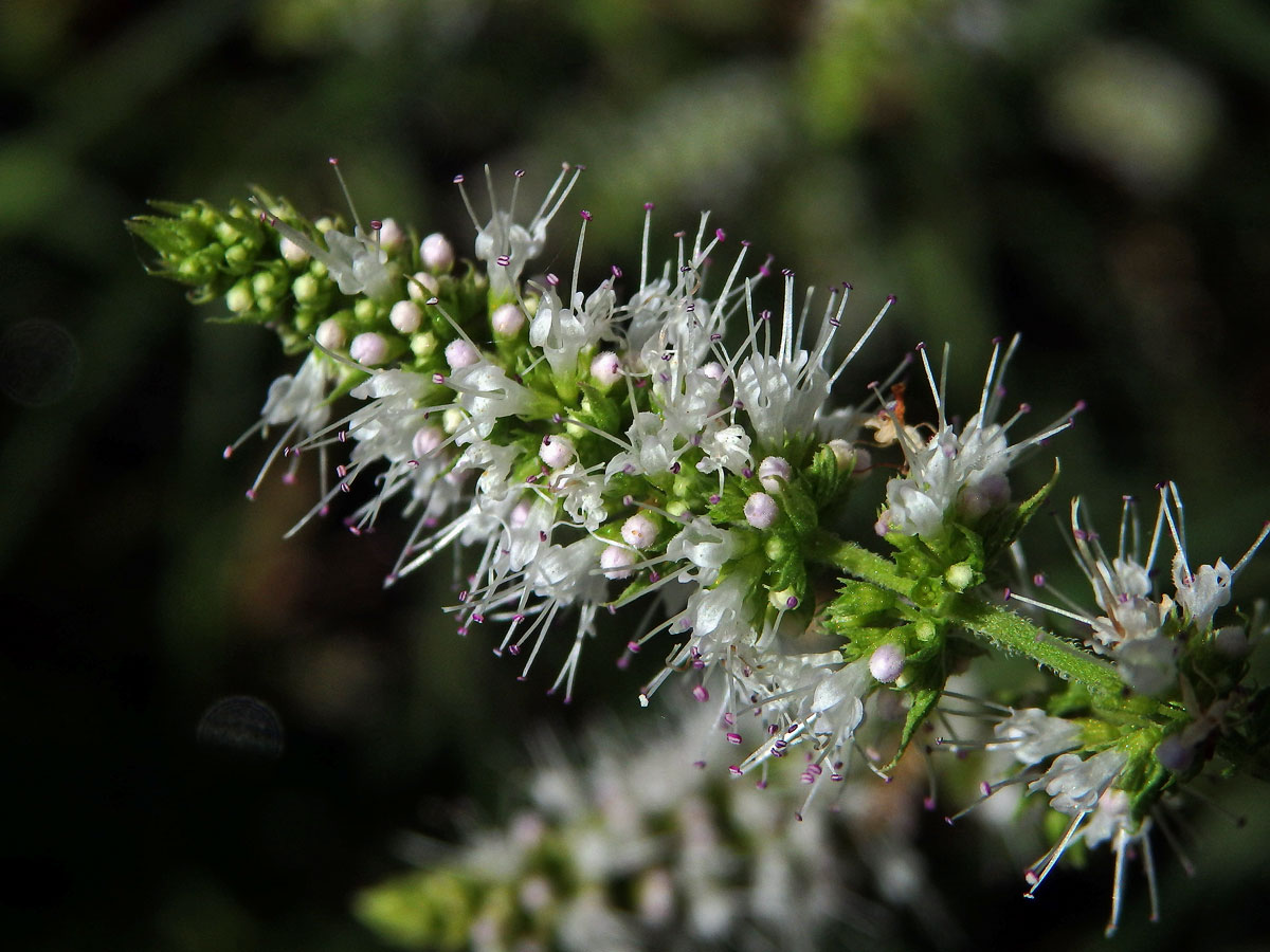 Máta vonná (Mentha suavolens Ehrh.)