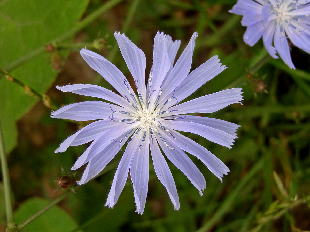 Čekanka obecná (Cichorium intybus L.)