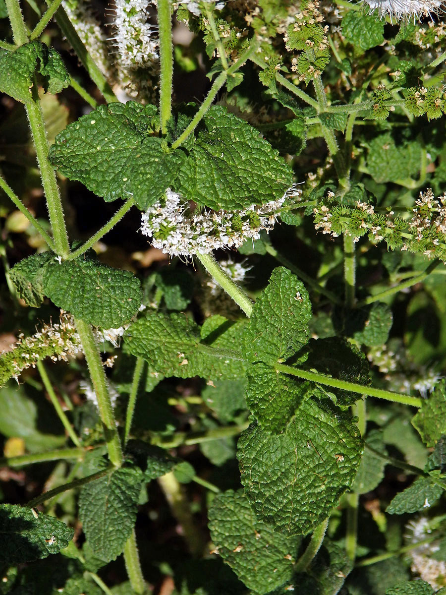 Máta vonná (Mentha suavolens Ehrh.)