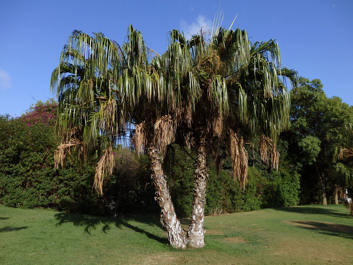 Livistona chinensis (Jacq.) R. Br. ex Mart