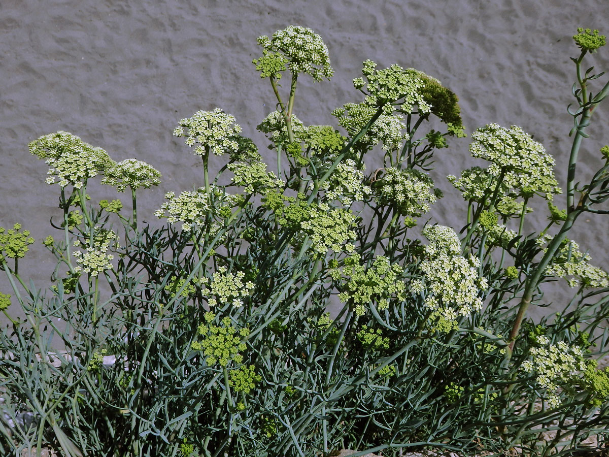 Motar přímořský (Crithmum maritimum L.)