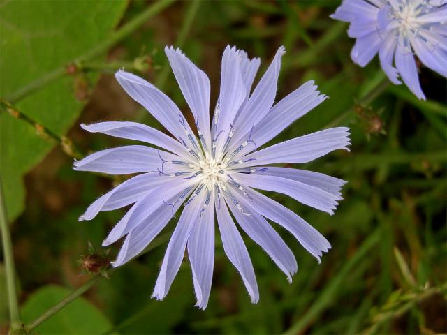 Čekanka obecná (Cichorium intybus L.)