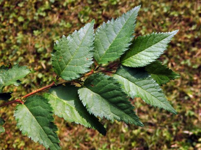 Slivoň kurilská (Prunus kurilensis Miyabe)