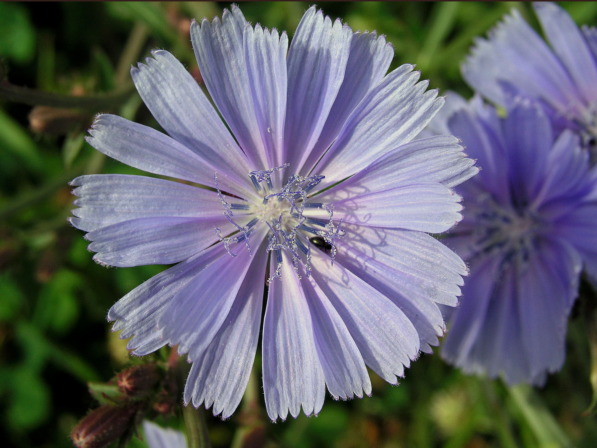 Čekanka obecná (Cichorium intybus L.)