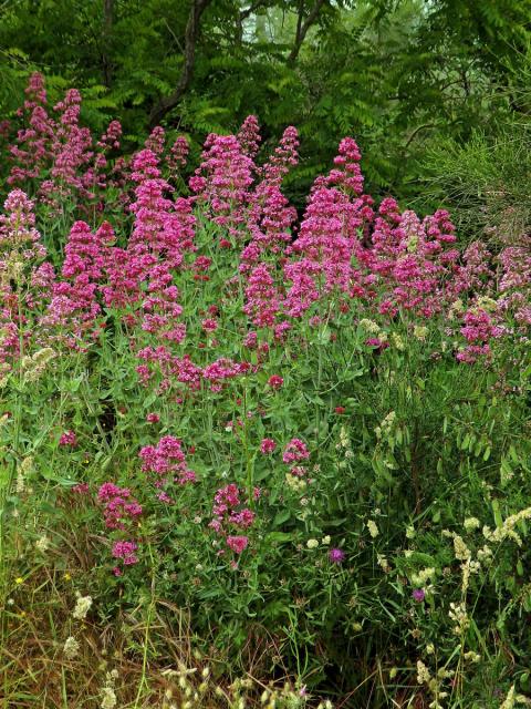 Mavuň červená (Centranthus ruber (L.) DC.)