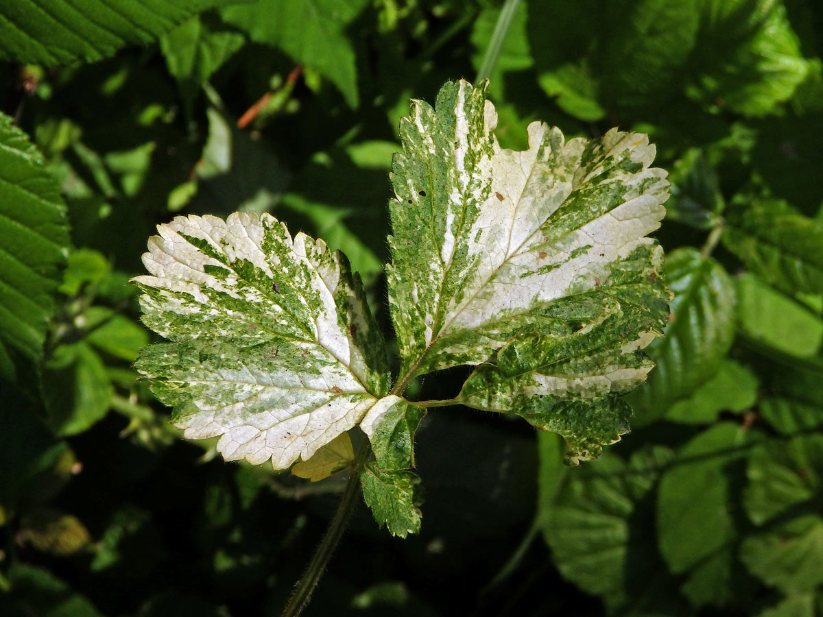 Kuklík městský (Geum urbanum L.) panašovaný (4)