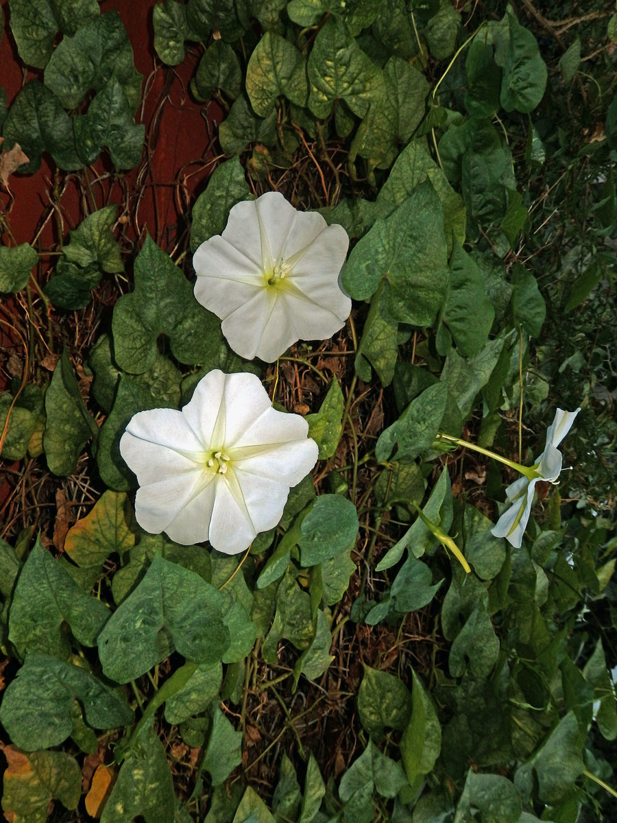 Povijnice bílá (Ipomoea alba L.)