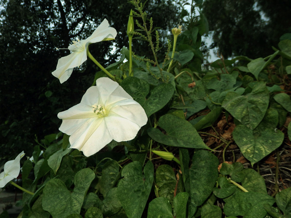 Povijnice bílá (Ipomoea alba L.)