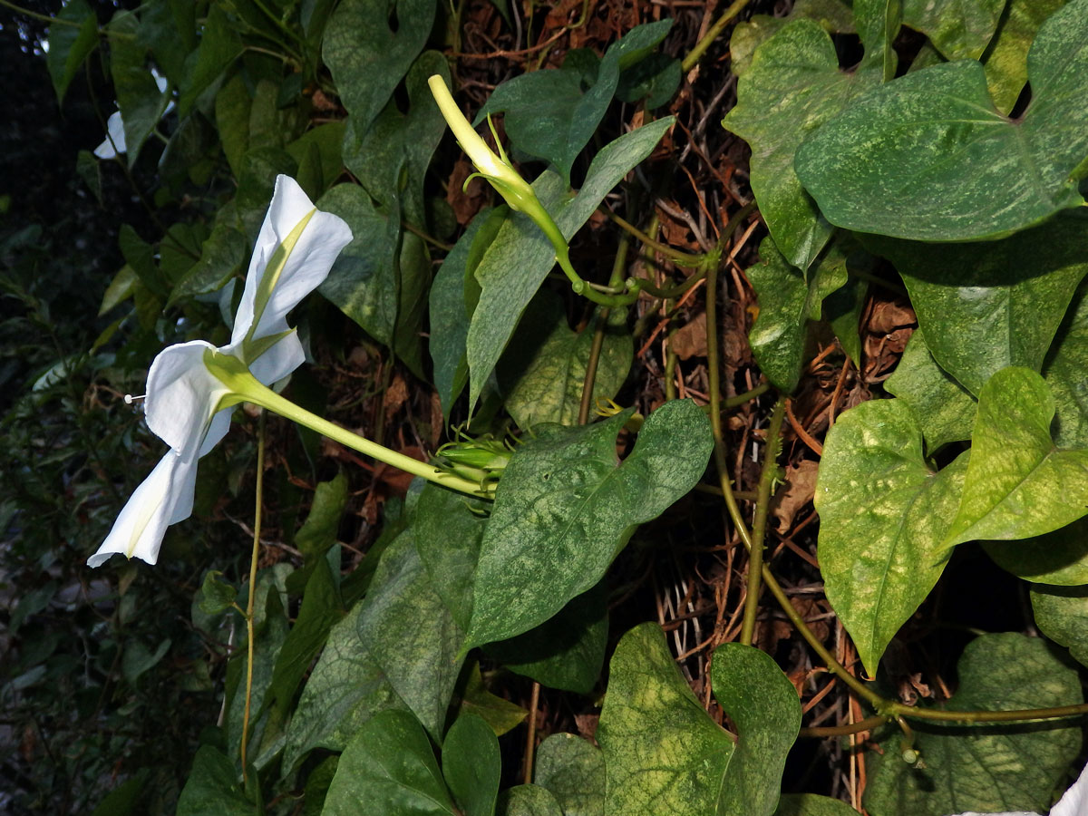 Povijnice bílá (Ipomoea alba L.)