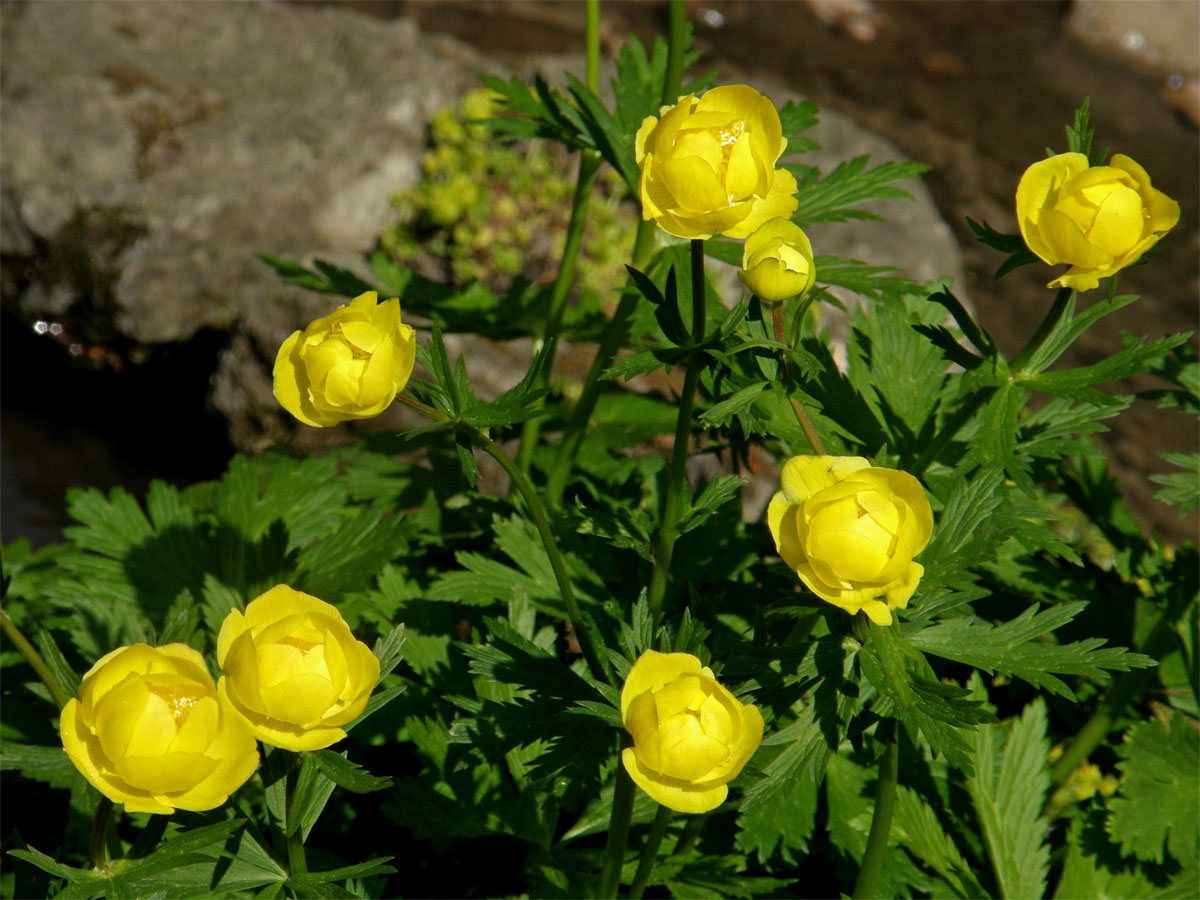 Upolín nejvyšší (Trollius altissimus Trantz)