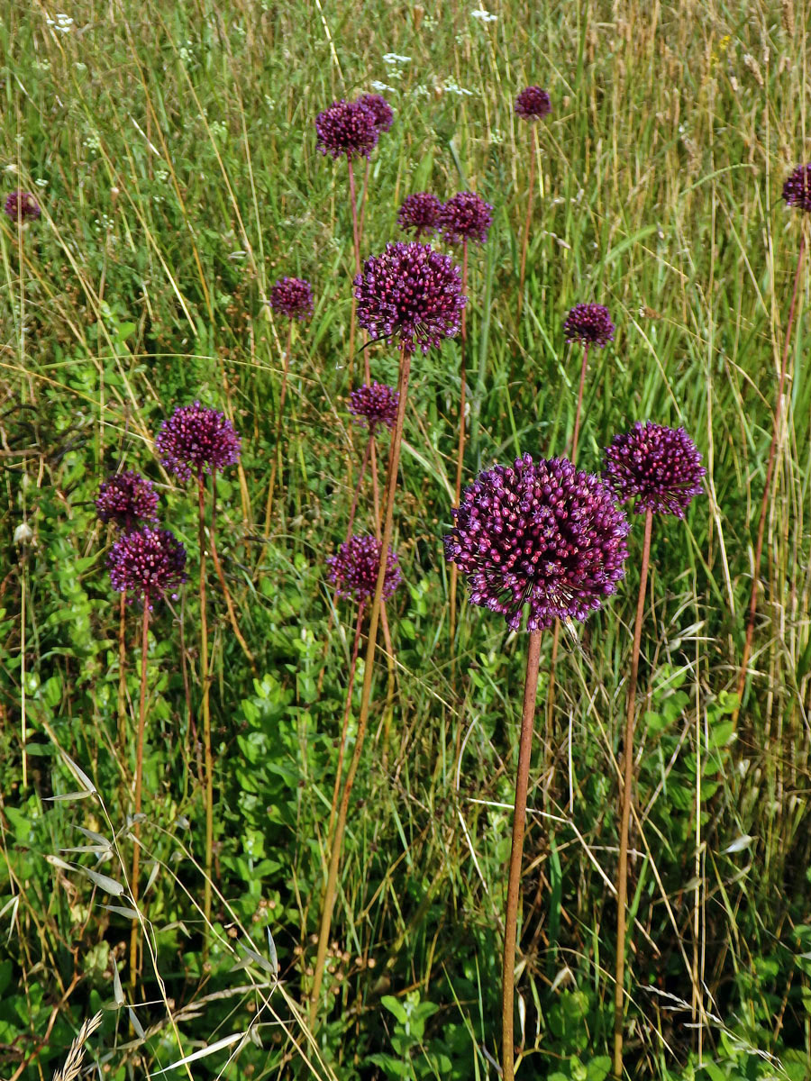 Česnek kulatohlavý (Allium sphaerocephalon L.)