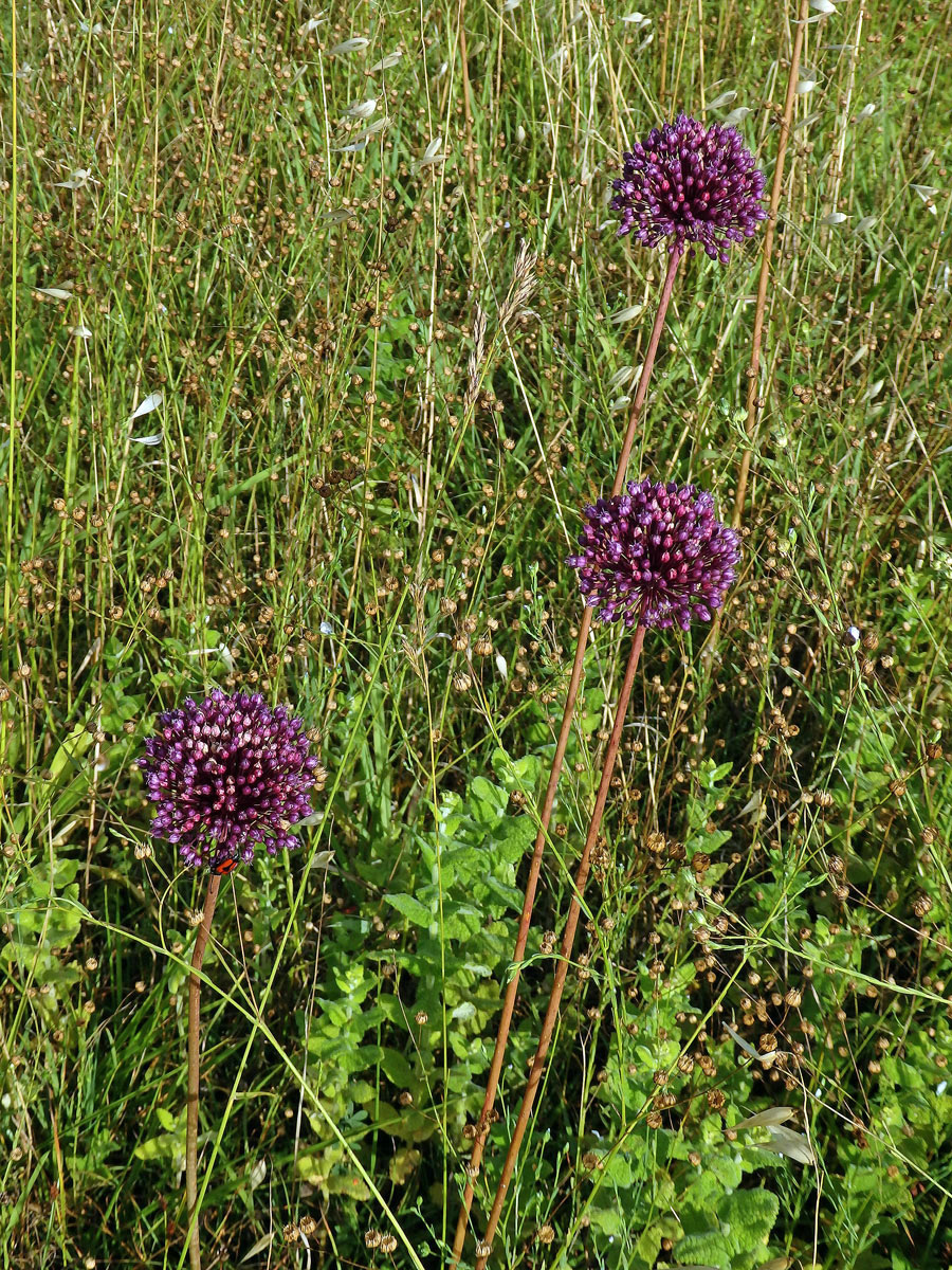 Česnek kulatohlavý (Allium sphaerocephalon L.)