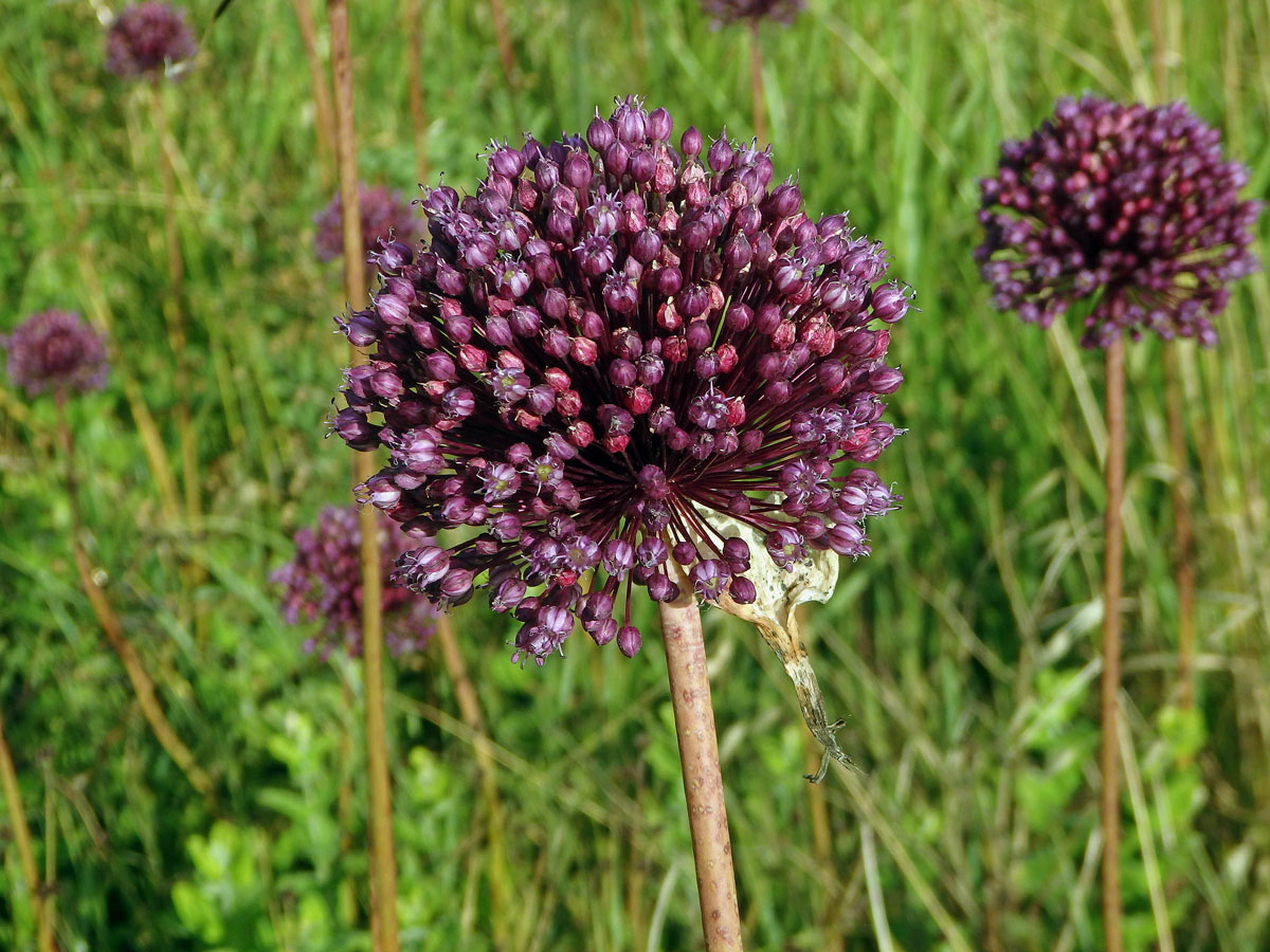 Česnek kulatohlavý (Allium sphaerocephalon L.)