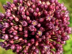 Česnek kulatohlavý (Allium sphaerocephalon L.)
