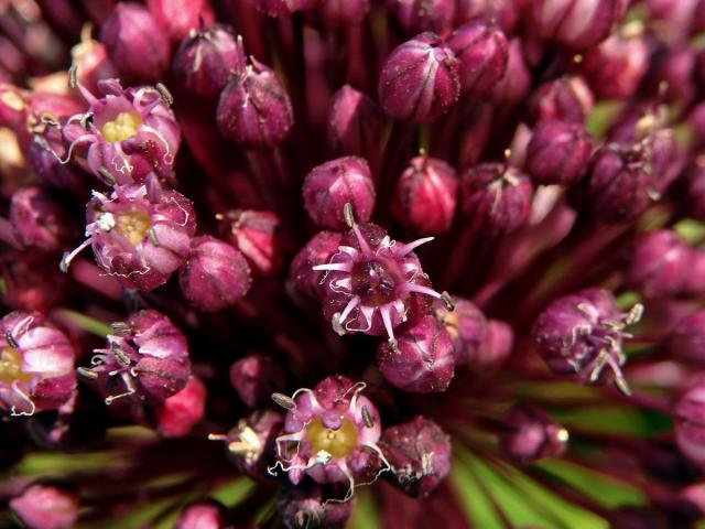 Česnek kulatohlavý (Allium sphaerocephalon L.)
