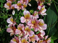 Alstroemeria pulchella L. f.