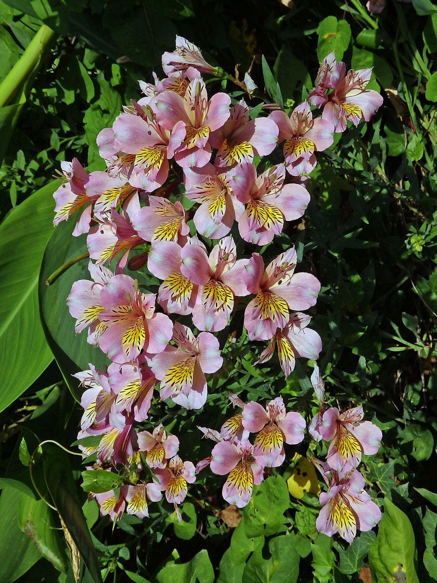 Alstroemeria pulchella L. f.