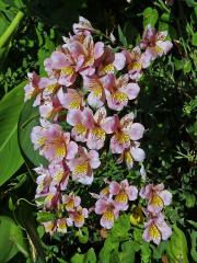 Alstroemeria pulchella L. f.