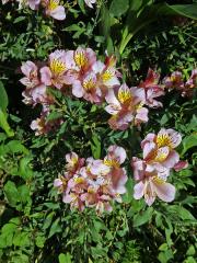 Alstroemeria pulchella L. f.