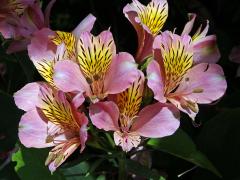 Alstroemeria pulchella L. f.