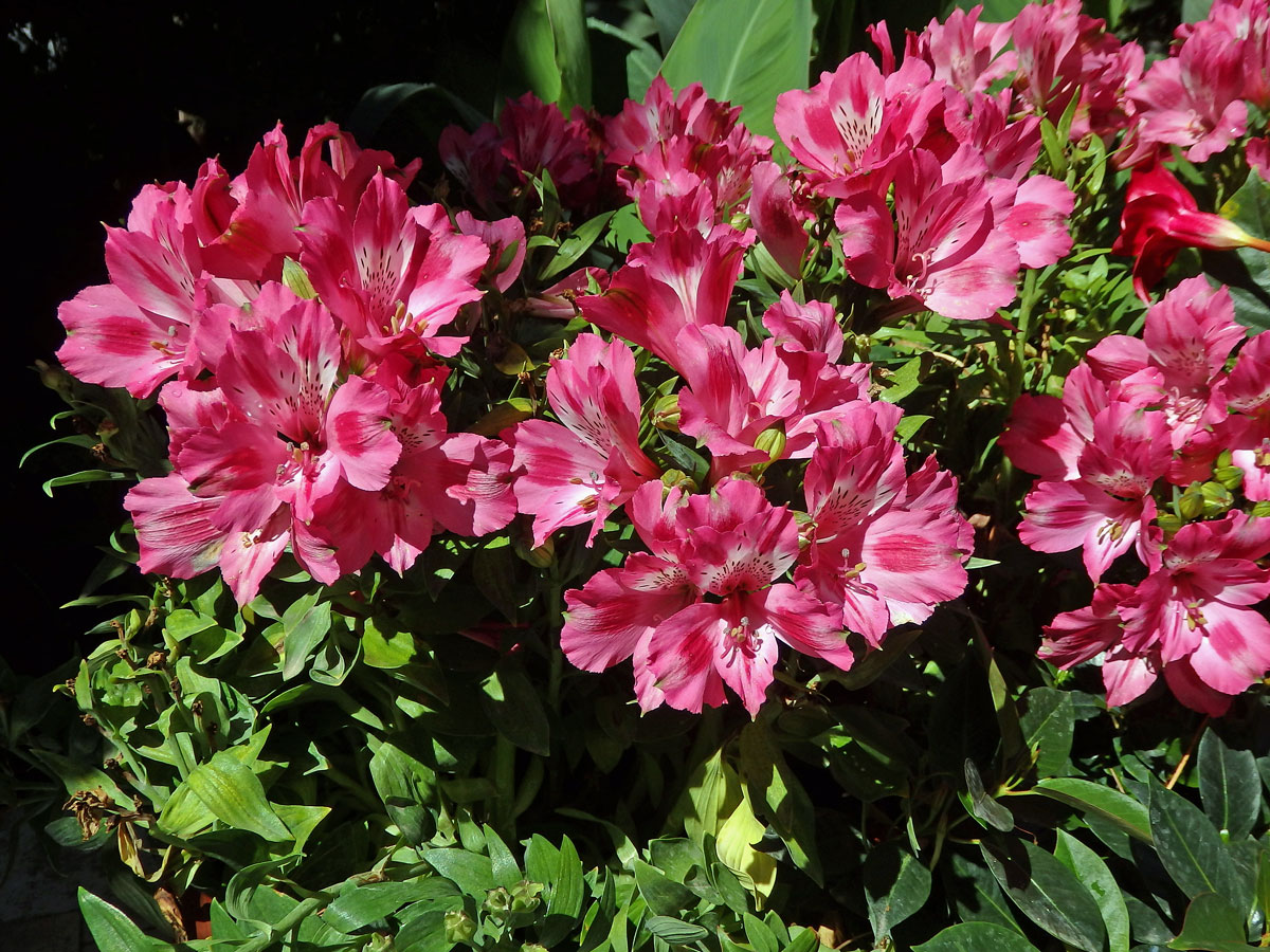 Alstroemeria pulchella L. f.