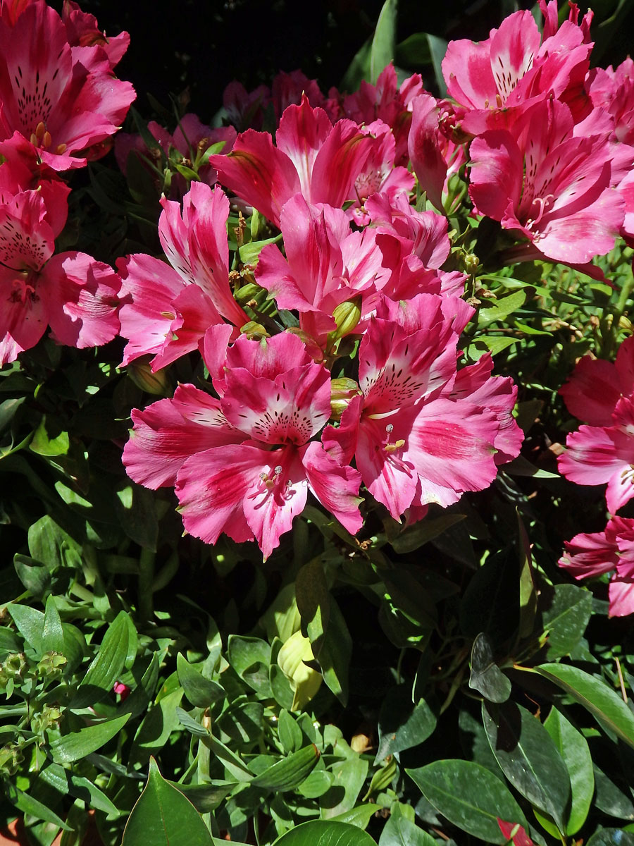 Alstroemeria pulchella L. f.