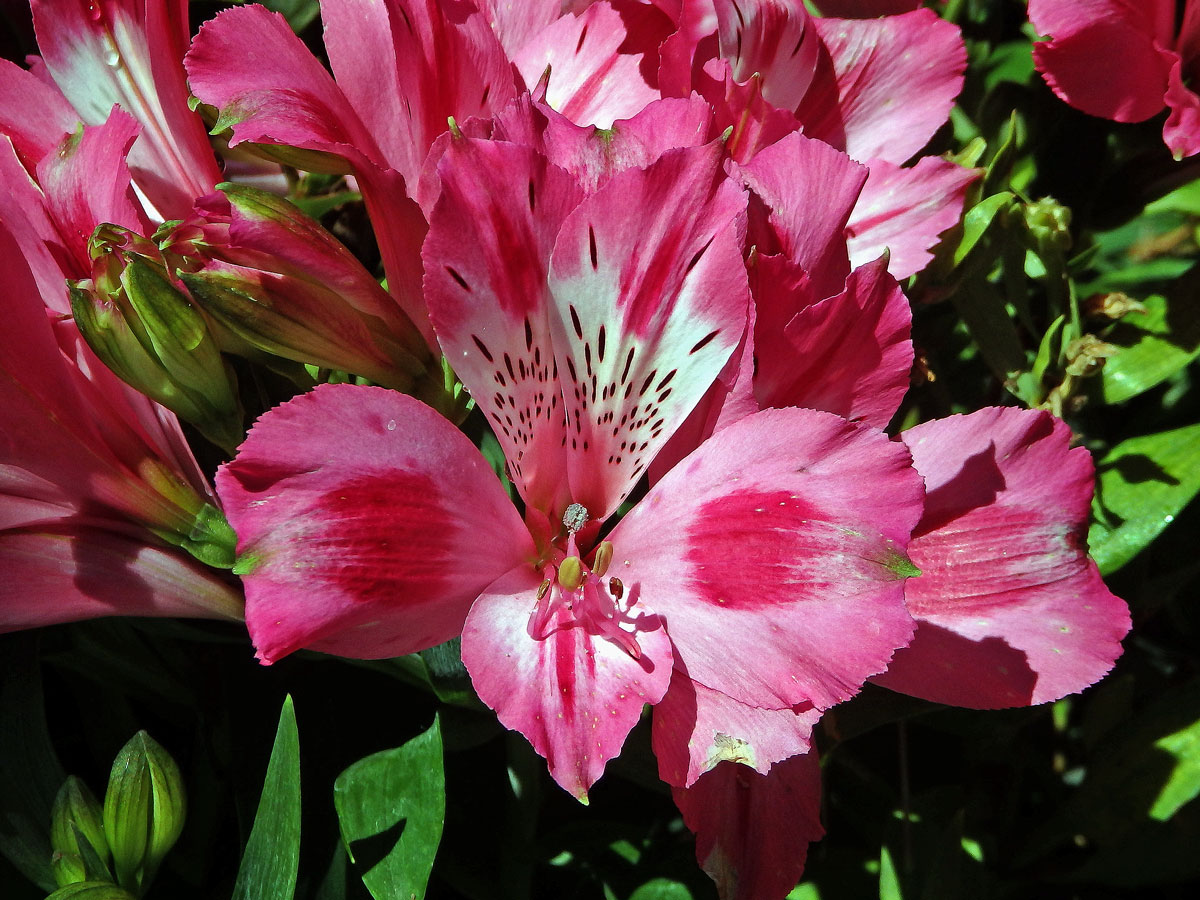 Alstroemeria pulchella L. f.