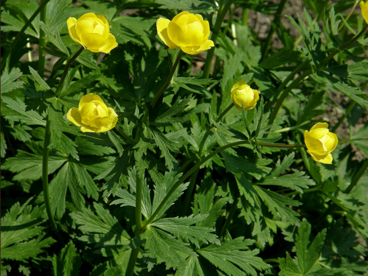 Upolín nejvyšší (Trollius altissimus Trantz)