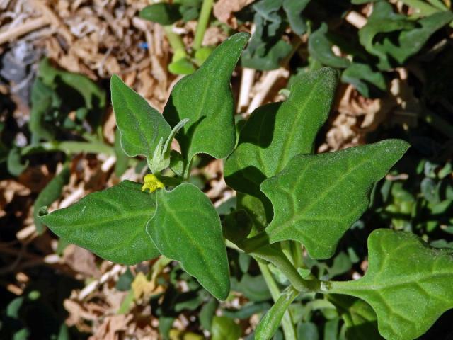 Čyřboč rozložitá (Tetragonia tetragonoides (Pall.) Kuntze)