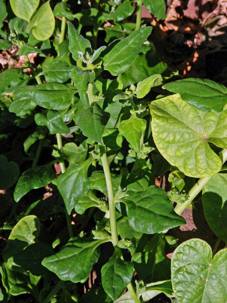 Čyřboč rozložitá (Tetragonia tetragonoides (Pall.) Kuntze)