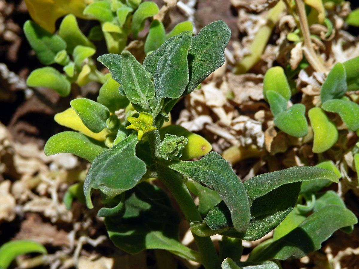 Čyřboč rozložitá (Tetragonia tetragonoides (Pall.) Kuntze)