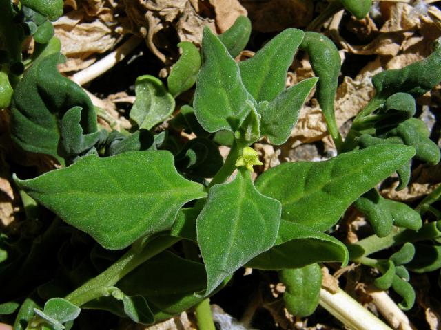 Čyřboč rozložitá (Tetragonia tetragonoides (Pall.) Kuntze)