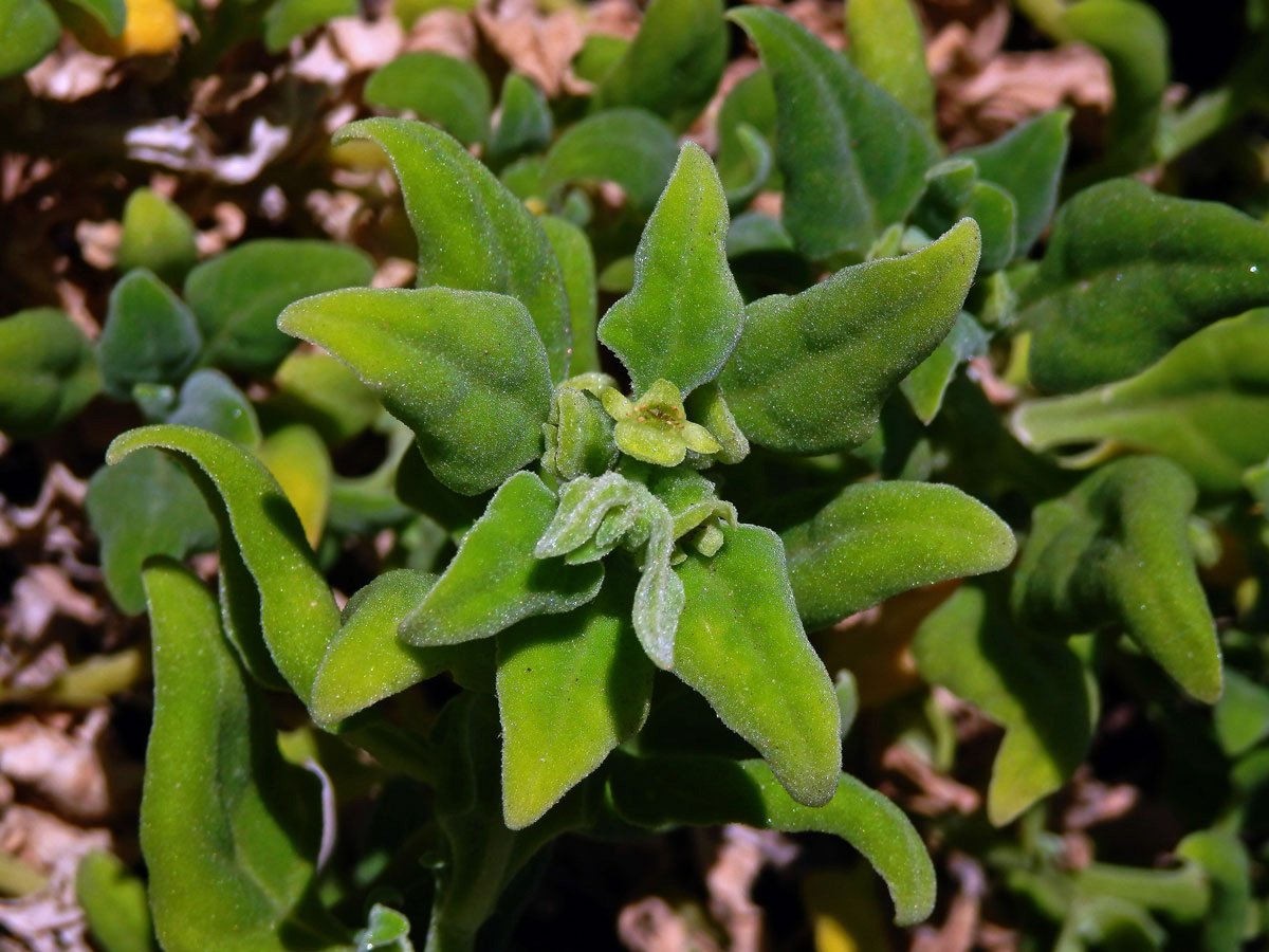 Čyřboč rozložitá (Tetragonia tetragonoides (Pall.) Kuntze)