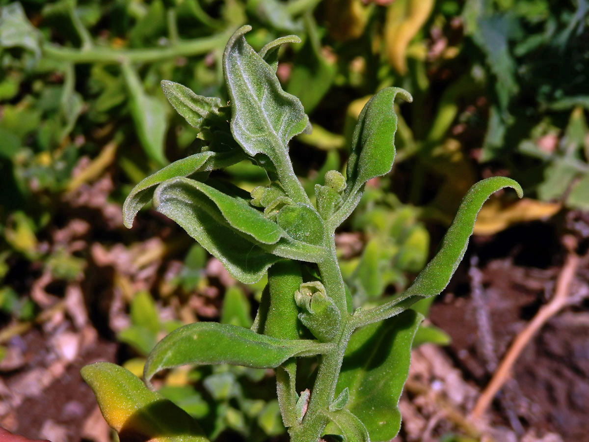 Čyřboč rozložitá (Tetragonia tetragonoides (Pall.) Kuntze)