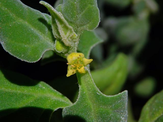 Čyřboč rozložitá (Tetragonia tetragonoides (Pall.) Kuntze)