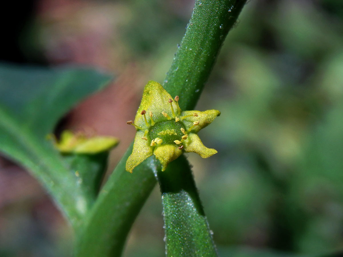 Čyřboč rozložitá (Tetragonia tetragonoides (Pall.) Kuntze)