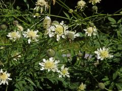 Hlavatka obrovská (Cephalaria gigantea (Ledeb.) Bobrov)