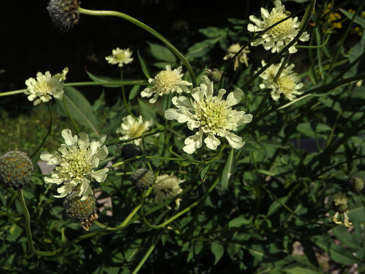 Hlavatka obrovská (Cephalaria gigantea (Ledeb.) Bobrov)