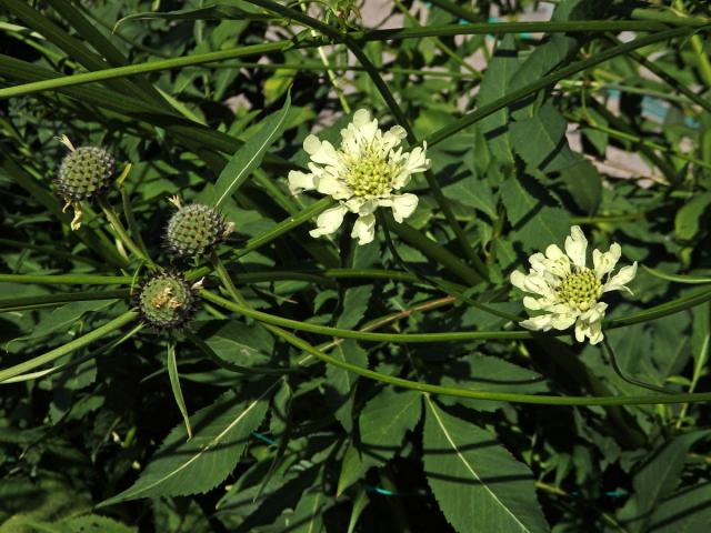 Hlavatka obrovská (Cephalaria gigantea (Ledeb.) Bobrov)