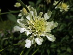 Hlavatka obrovská (Cephalaria gigantea (Ledeb.) Bobrov)