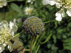 Hlavatka obrovská (Cephalaria gigantea (Ledeb.) Bobrov)