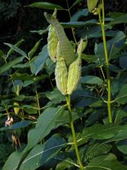 Klejicha hedvábná (Asclepias syriaca L.)