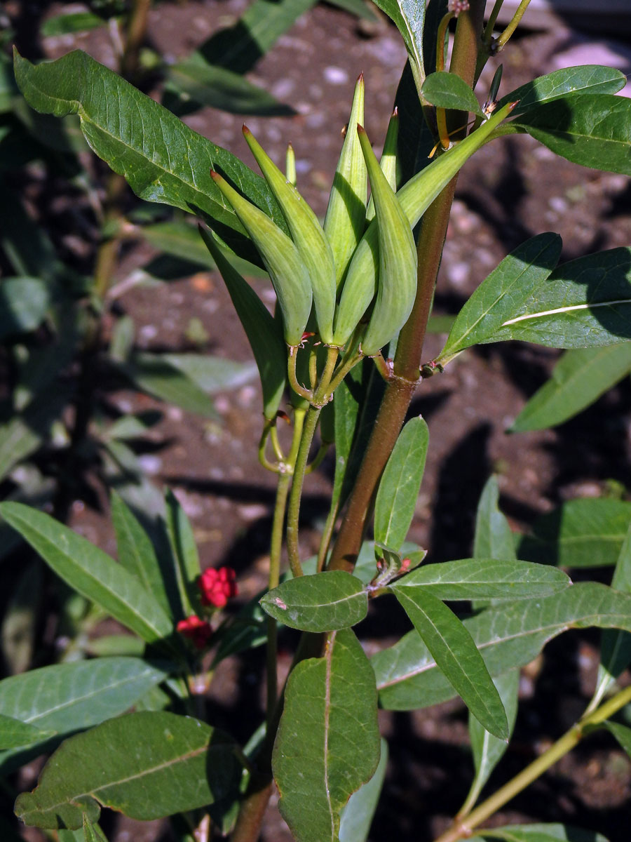 Klejicha kurasavská (Asclepias curassavica L.)