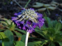 Prvosenka hlavatá (Primula capitata Hook)