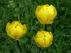 Upolín nejvyšší (Trollius altissimus Trantz)