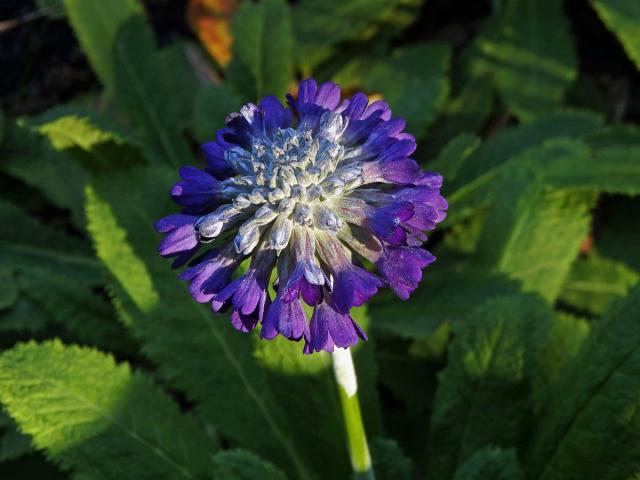 Prvosenka hlavatá (Primula capitata Hook)